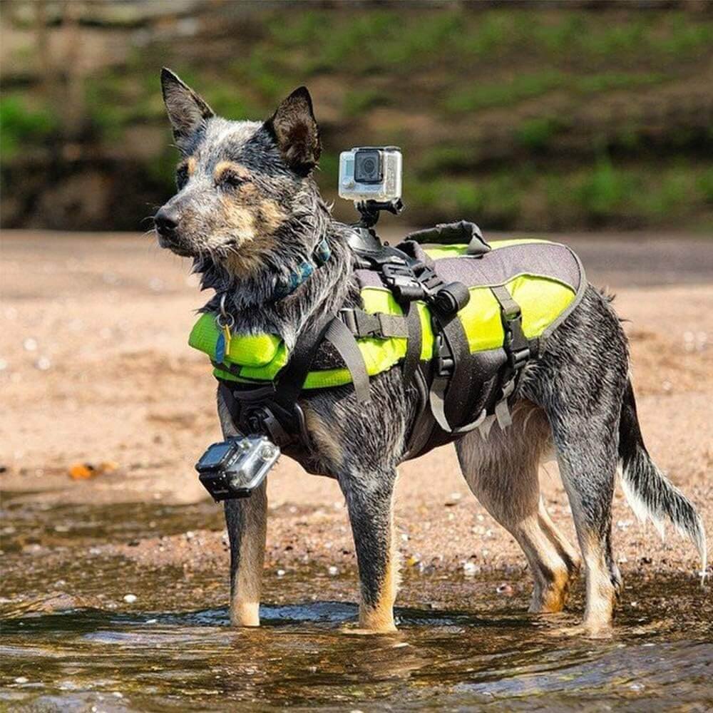 Top Tech Gadgets for Pet Owners: Enhance Your Pet Parenting Experience