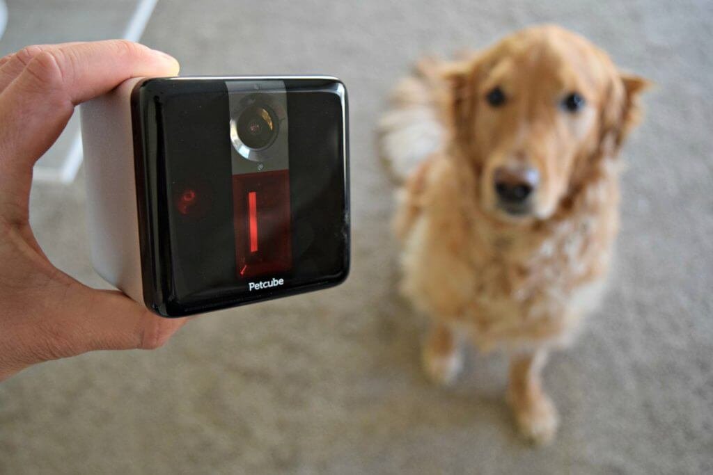 Top Tech Gadgets for Pet Owners: Enhance Your Pet Parenting Experience